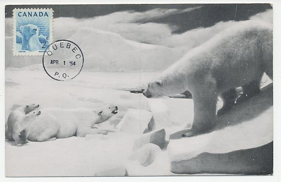 Maximum card Canada 1954 Polar bear 