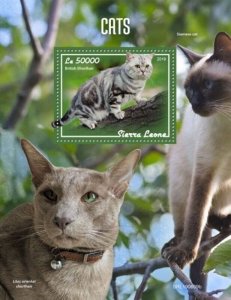 Sierra Leone - 2019 Cat Breeds on Stamp Souvenir Sheet - SRL190609b