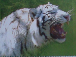 ​KOREA 2005 SC#4443 BEAUTIFUL LOVELY-RARE  AMUR WHITE TIGERS-CTO SHEET-VF