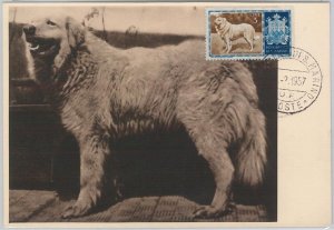 52676 - SAN MARINO - MAXIMUM CARD - ANIMALS dog PASTOTE MAREMANO 1957-