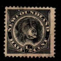 Newfoundland - #58 Newfoundland Dog - Used