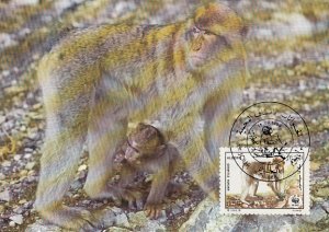 Algeria 1988 Maxicard Sc #872 50c Barbary Apes Adult on ground WWF