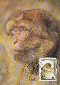 Algeria 1988 Maxicard Sc #874 1d Barbary Apes Close-up WWF