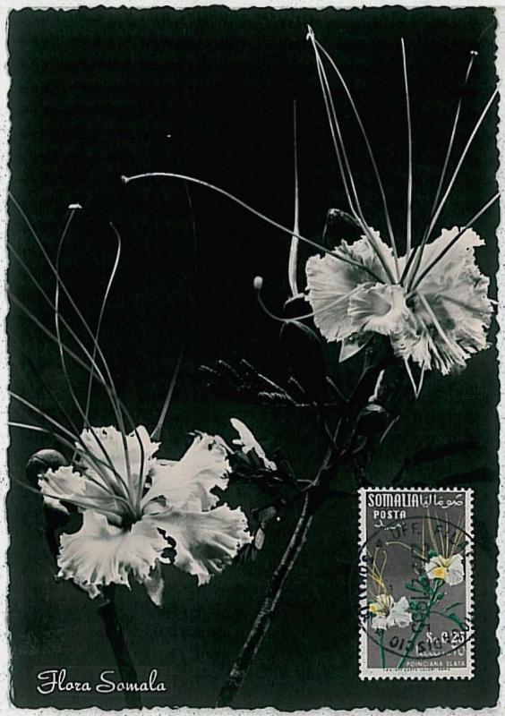 MAXIMUM CARD : nature FLOWERS  -  SOMALIA 1955 # 5