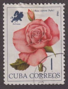 Cuba 973 Rosa Canina, Europe 1965