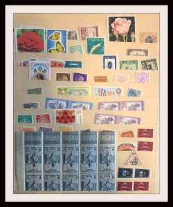 Medium Size Foreign Accumulation