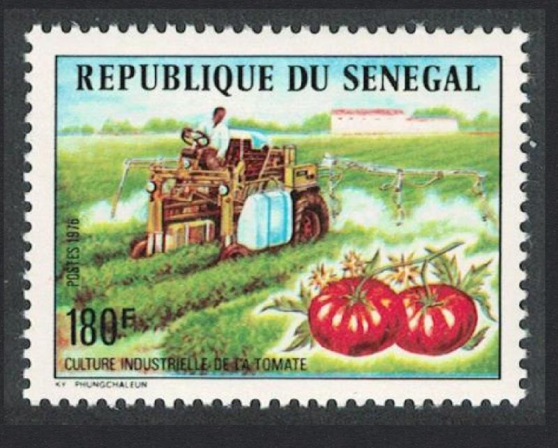 Senegal Tomato Production SG#614