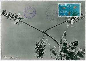 32424 - SOMALIA - MAXIMUM CARD: nature FLOWERS 1955 # 2-