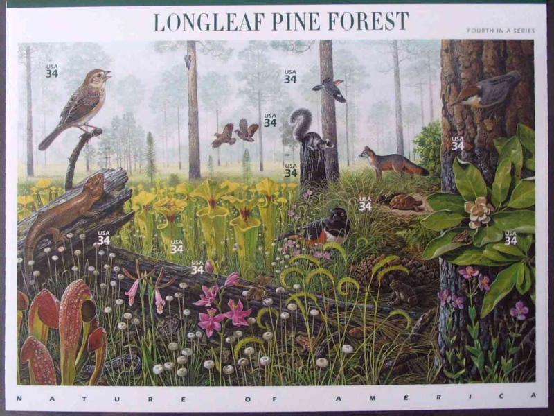 #3611, 34c Longleaf Pine Forest,  Sheet