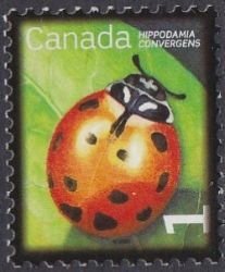 2234 Convergent Lady Beetle MNH