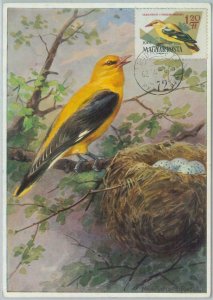 81321 - HUNGARY - Postal History - MAXIMUM CARD - 1962  Birds