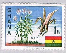 Ghana Maize 1 (AP115335)