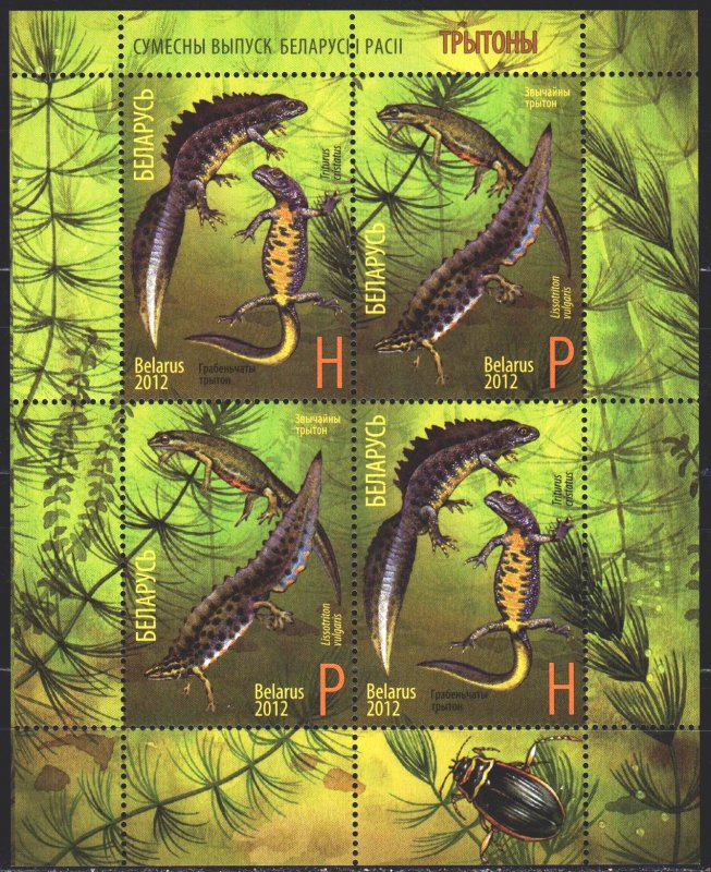 Belarus. 2012. Small sheet 922-23. Newts, fauna. MNH.