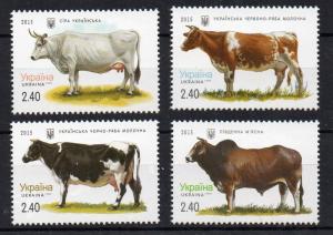 UKRAINE - 2015 - COWS - FARMING -