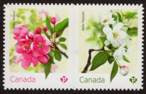 3284-5 Crabapple blossoms