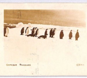 USA Polar BYRD ANTARCTIC EXPEDITION *Penguins* RP Card 1934 Captain Signed PH1