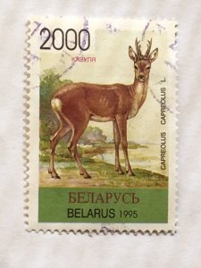 Belarus – 1995 – Single “Mammal” Stamp – SC# 130 - CTO