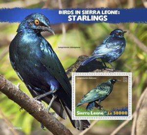 Sierra Leone - 2020 Bronze-tailed Starlings - Stamp Souvenir Sheet - SRL200629b