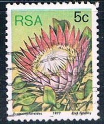 South Africa flower (SP26R304)