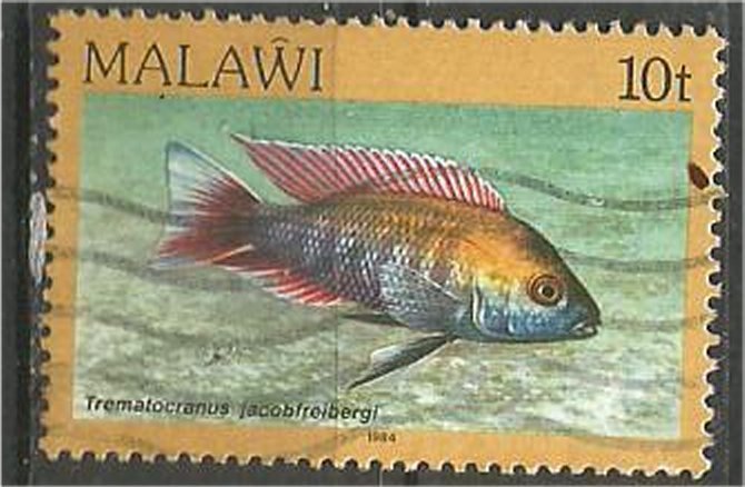 MALAWI 1984 used 10t  Aquarium  Scott 432