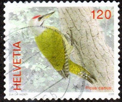 Switzerland 1306 - Used - 120c Grey-headed Woodpecker (2008) (cv $1.40)