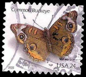 # 4001 USED COMMON BUCKEYE BUTTERFLY