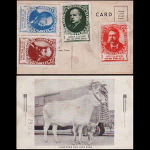 U.S.A. 1936 - Postcard-Cattle