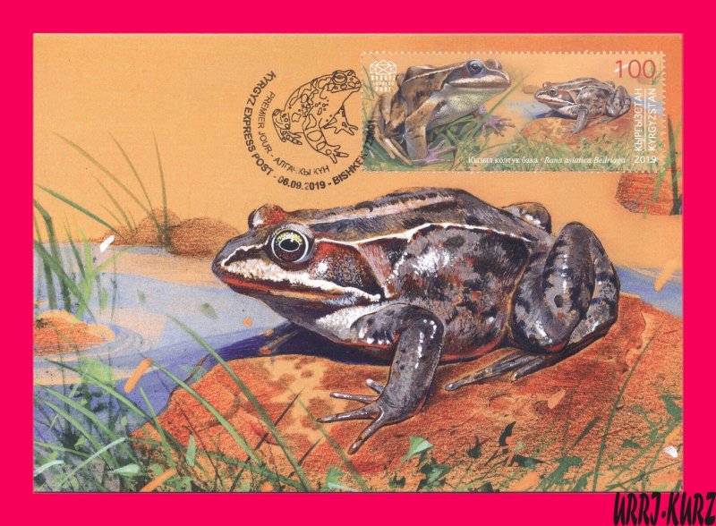 KYRGYZSTAN 2019 Nature Fauna Animals Reptiles Amphibians Frog Maxicard Card