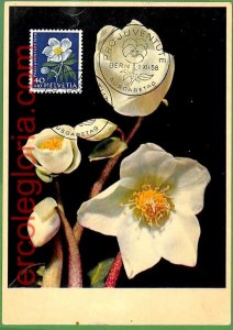 32437 - Switzerland - MAXIMUM CARD - 1958 - Flowers PRO JUVENTUTE-