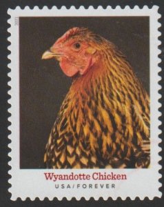 SC# 5584 - (55c) - Heritage Breeds Wyandotte Chicken - 2/10 - used Single