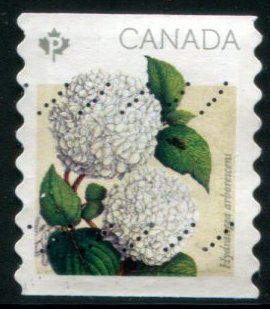 2898 Canada P Hydrangea SA coil, used