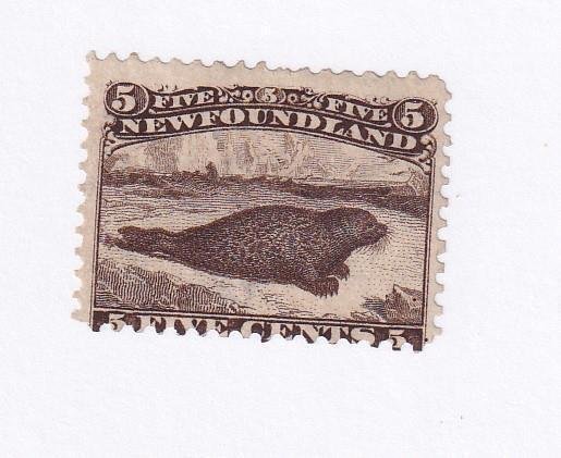 NEWFOUNDLAND # 25 FVF-MINT 5cts HARP SEAL CAT VALUE $400 SEALTEAM1) 