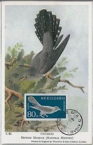 MAXIMU CARD - Fauna animals BIRDS : BULGARIA 1960  #2