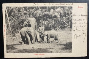 1903 Colombo Ceylon RPPC Real Picture Postcard Cover To Tonkin Elephants