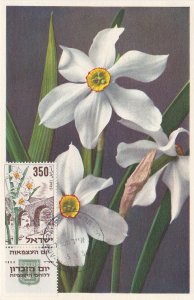 Israel # 85, Flowers - Narcissus & Bridge, on a Maxi Card