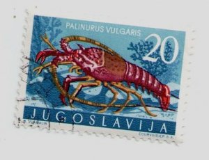1956 Yugoslavia #454 stamp European Spiny Lobster (Palinurus elephas), USED