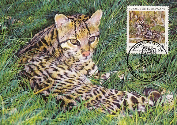 El Salvador 1988 Maxicard Sc #1194c 55c Ocelot WWF