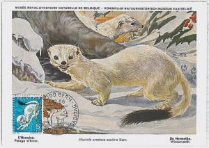 MAXIMUM CARD - POSTAL HISTORY -  Switzerland: Otters, Weasels, Squirrels, 1966