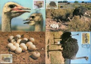 South West Africa 1985 Ostrich Birds Eggs Wildlife Sc 536-39 Max Cards # 16546