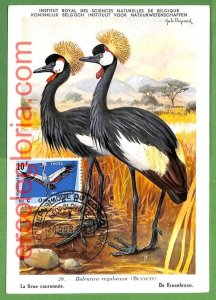 32843 - CONGO - MAXIMUM CARD - 1963 - FAUNA, BIRDS-