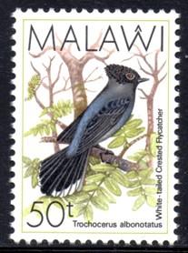 Malawi - 1988 Birds 50t MNH** SG 799