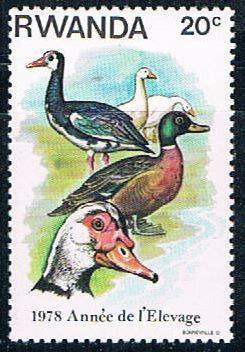 Rwanda 897 Unused Ducks (R0371)+