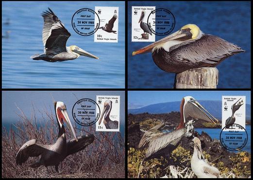 BVI Birds WWF Brown Pelican 4 official Maxicards