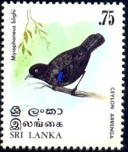 Bird, Arrenga, Ceylon Whistling Thrush, Sri Lanka SC#566 MNH