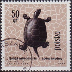 POLAND 1963 - Scott# 1136 Pond Turtle 50g LH