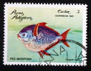 CUBA Sc# 2386  ARCHIPELAGO WILDLIFE marine fish   3c  1981 used cto