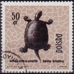 POLAND 1963 - Scott# 1136 Pond Turtle 50g Used