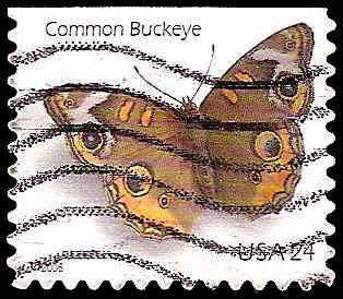 # 4001a USED COMMON BUCKEYE BUTTERFLY