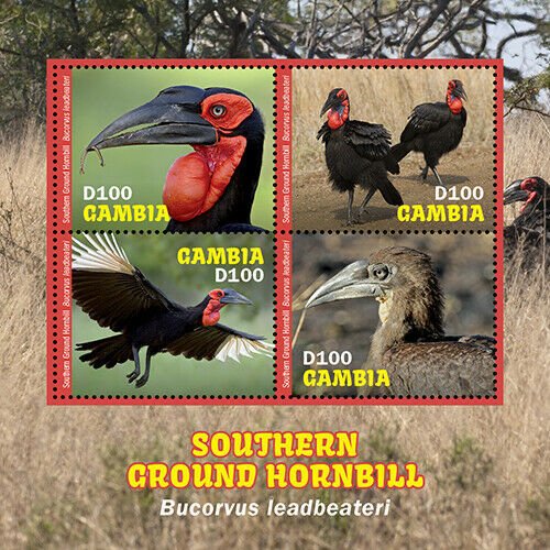 2020/11-GAMBIA - GROUND HORBILL    4V  complet set    MNH ** T