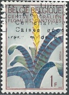 Belgium 619 (used) 1fr Ghent Intl Flower Exhib: Vriesia (1965)